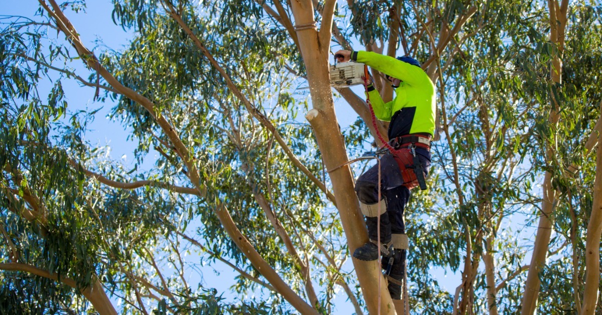An arborist wearing a harness, work boots, a safety helmet, and a hi-vis shirt while using a chainsaw in a tree.