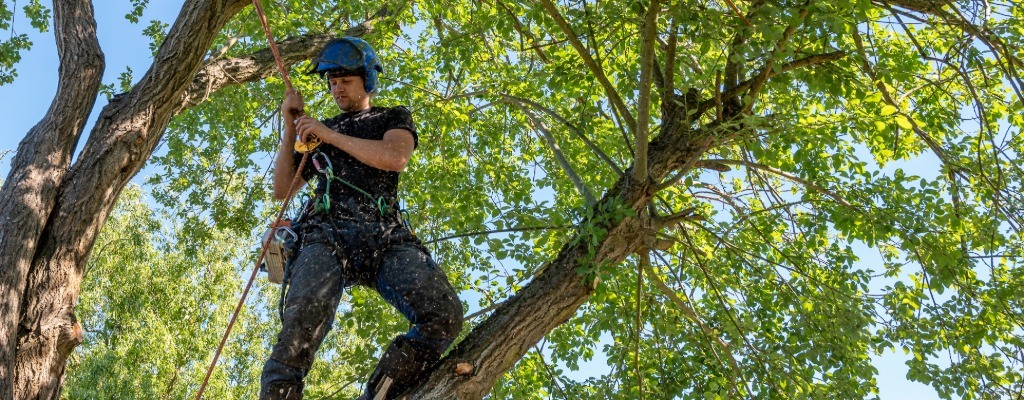 An arborist wearing a harness, work boots, and a safety helmet while standing in a tree and checking his safety ropes.