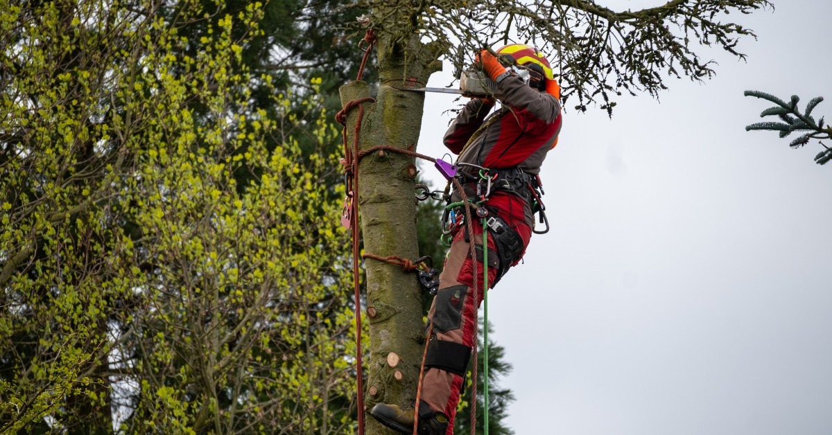 A tree care worker wearing a climbing harness with ropes and carabiners while positioned among bare tree branches.