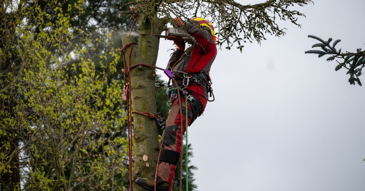 An arborist wearing a red safety suit, helmet, and climbing harness and using ropes while working high in a tree. An arborist wearing a red safety suit, helmet, and climbing harness and using ropes while working high in a tree.