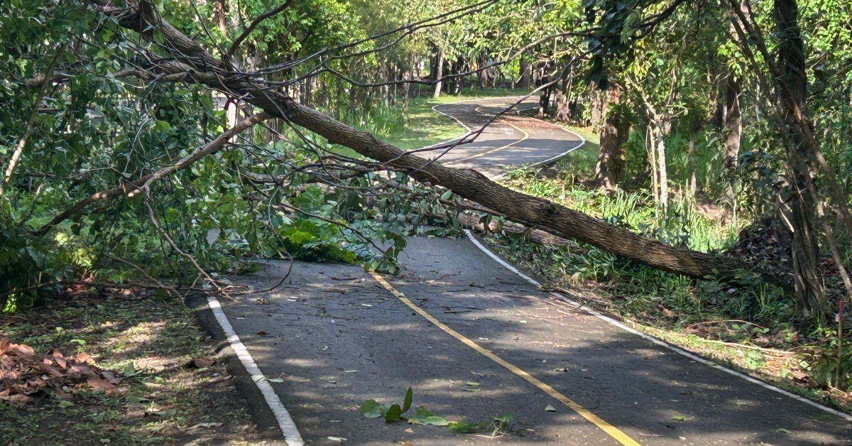 A large fallen tree blocking a winding paved road in a wooded area, with branches and leaves scattered across the pavement.
