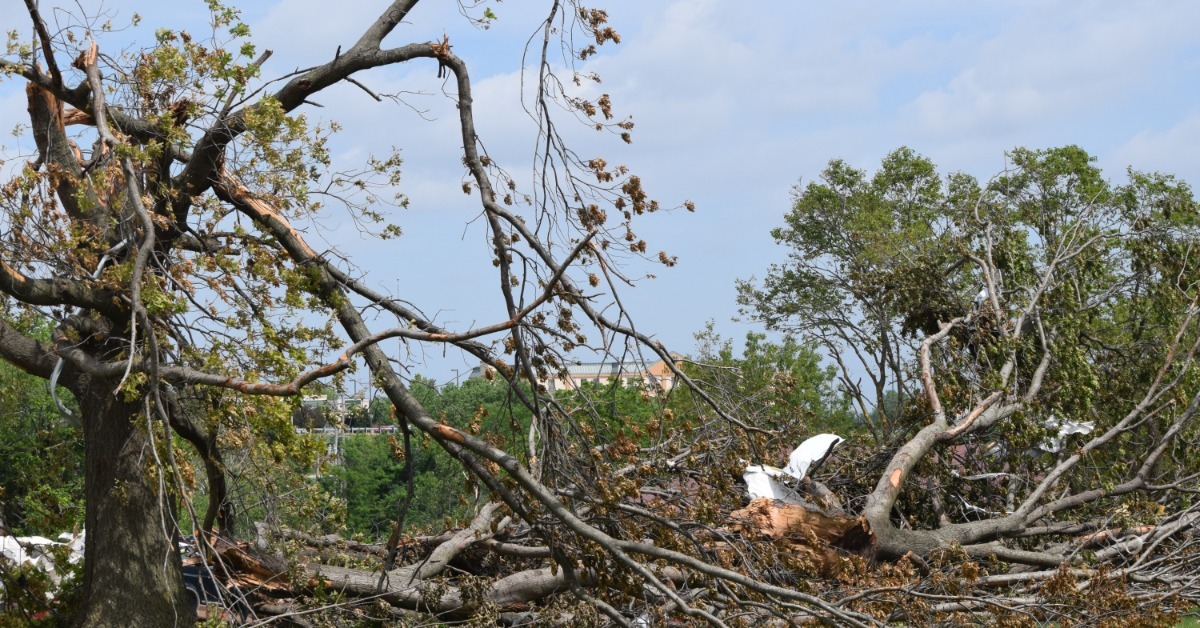 Large broken tree trunks and tangled branches scattered across a grassy area, with damaged trees in the background.