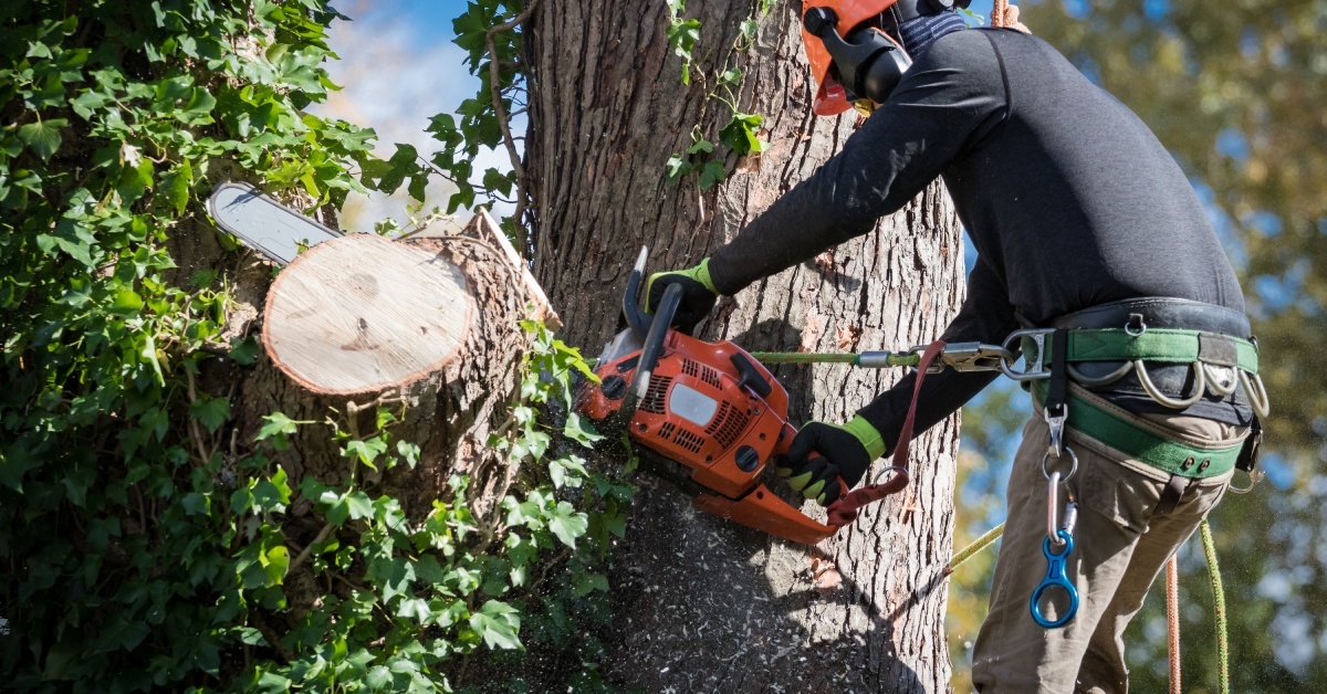 A person wearing a green-and-orange safety harness is using a chainsaw to cut a tree branch down to a stump.