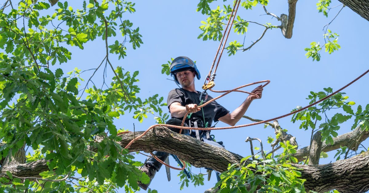 An arborist in a safety helmet working high up in a tree. He is adjusting some ropes that are loosely wrapped around a branch.
