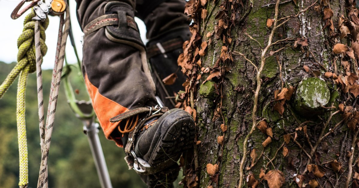 A close-up of an arborist in a tree. There are ropes with various knots and rigging devices hanging next to the climber's leg.