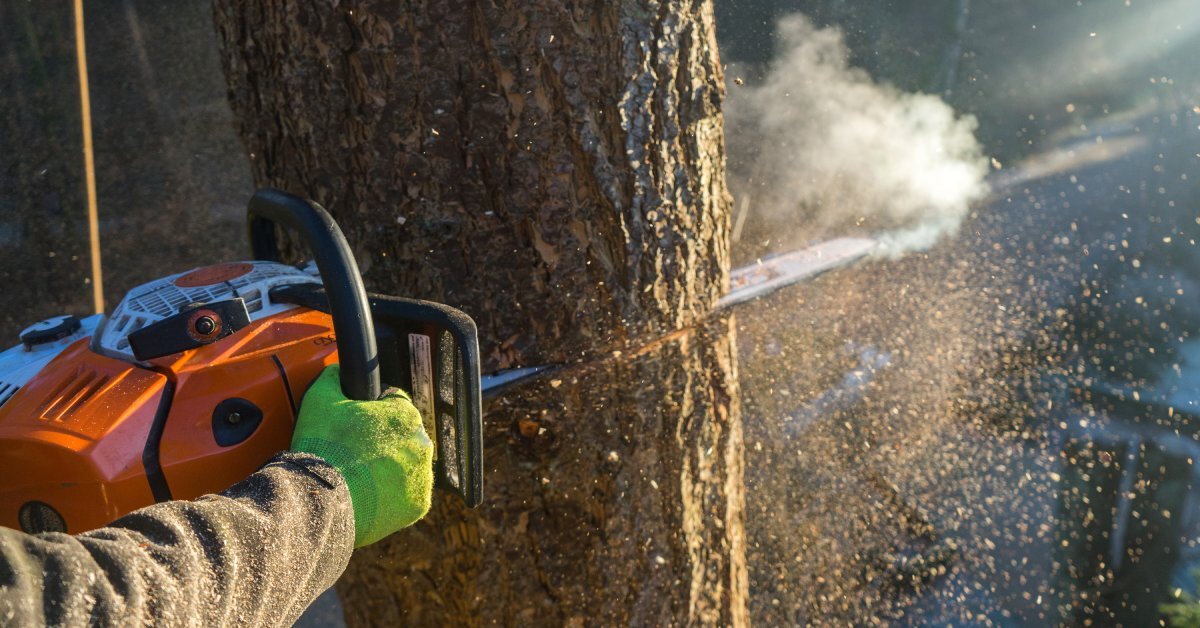 An arborist holds an orange chainsaw and uses it to cut through a thick tree branch as sawdust flies around.