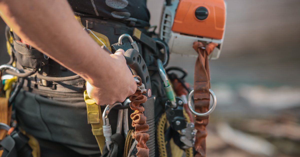 A close-up of an arborist’s work belt. They have several carabiners clipped to the belt to hold several ropes.
