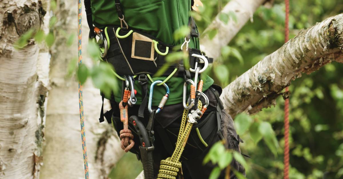 An arborist in a green jacket climbing a large tree. Their work belt features several carabiners and ropes.