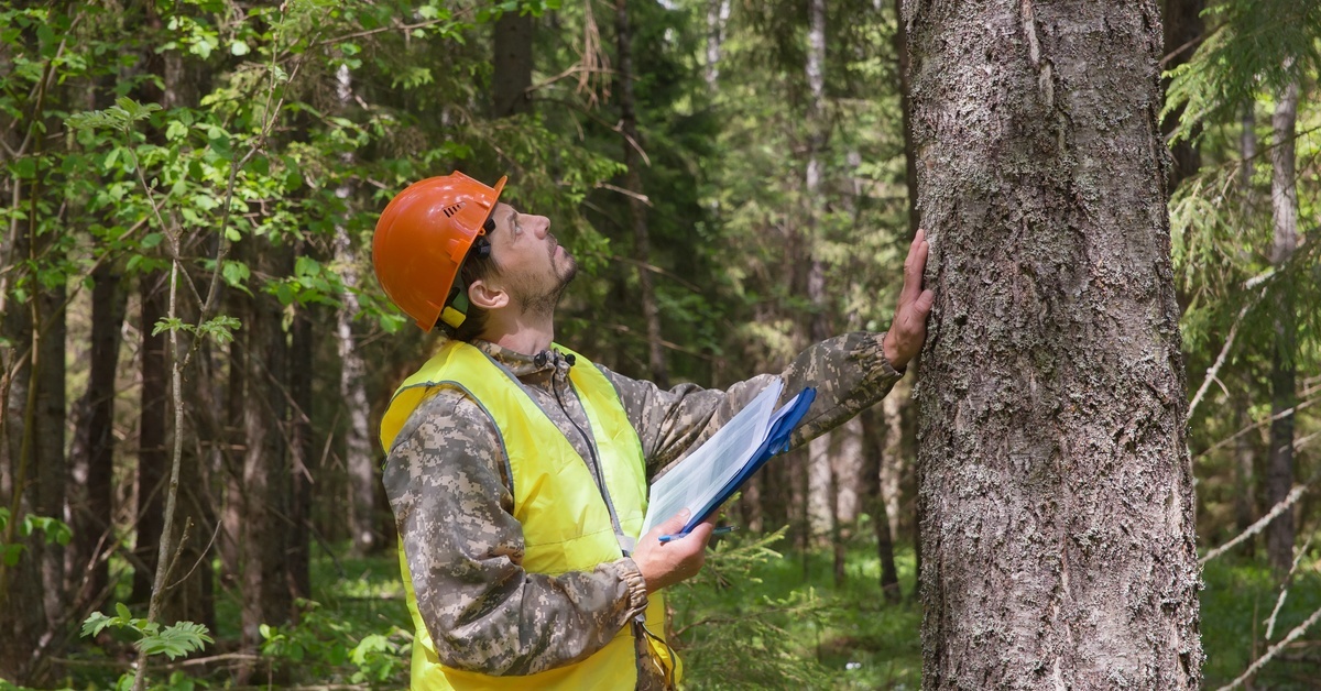 A man in an orange hard hat and yellow hi-vis vest placing his hand on a tree trunk and looking up. He is holding a clipboard.