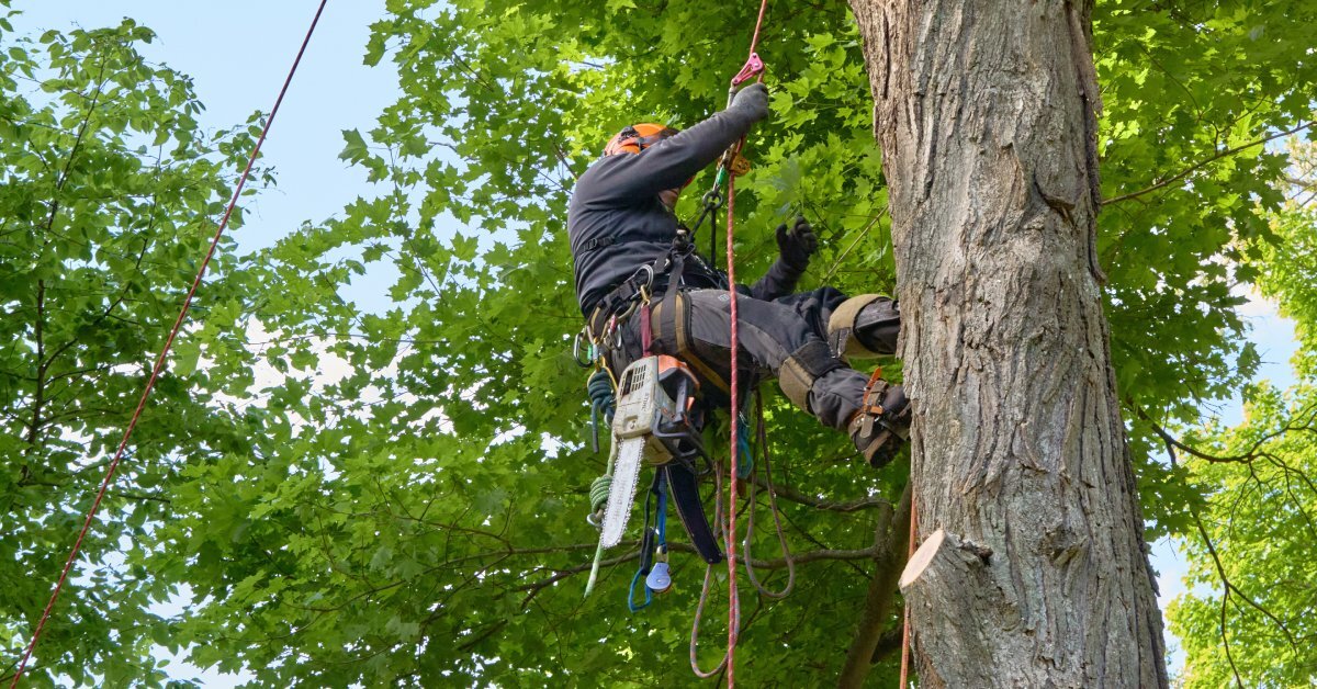 An arborist climbs a tree with a safety harness connected to a long rope. They have a chainsaw attached to their belt.