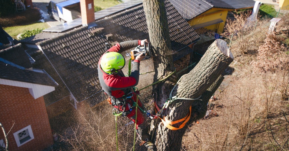 A view from above as an arborist, attached to a tree high in the air, cuts a tree branch with houses below him.