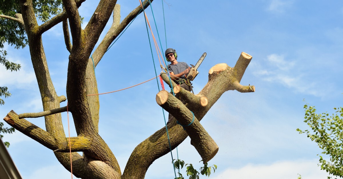 A man standing on a large tree branch using a chainsaw to remove branches while attached to the tree with ropes.