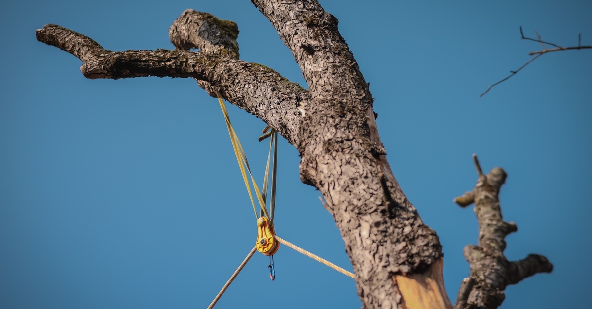 A yellow arborist pulley attached to the top section of a tree with multiple ropes. Most of the tree branches are cut away.