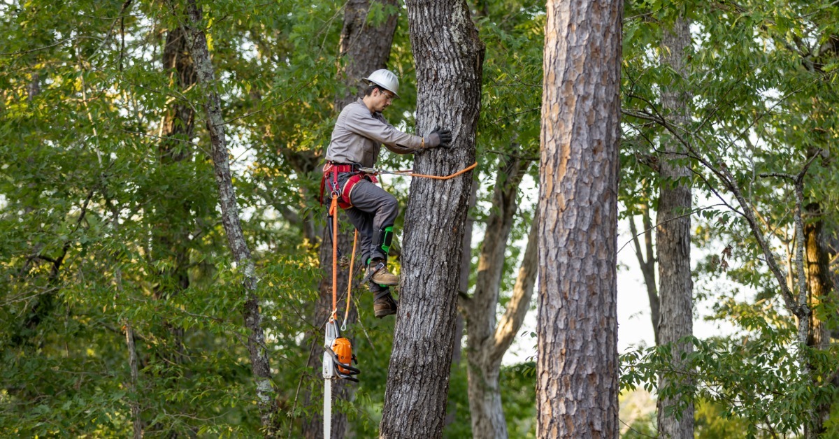An arborist in blue overalls, a yellow safety helmet, and a harness hauling extra rope and a chainsaw while climbing a tree.