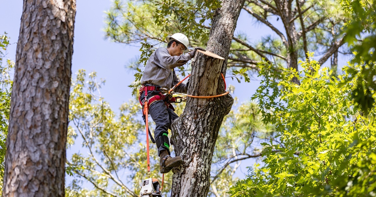 An arborist in a white helmet and red harness attached to a tree with various ropes. There is a chainsaw hanging from the harness.