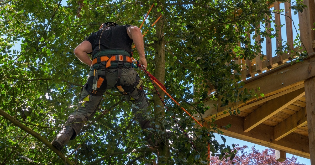  A worker in dark clothing wearing a harness and using ropes to climb a tree that is close to a wooden deck.