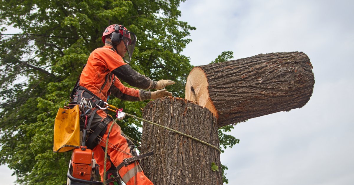 A person in orange coveralls and a safety helmet with a face shield wearing a harness connected to a rope running around a tree.