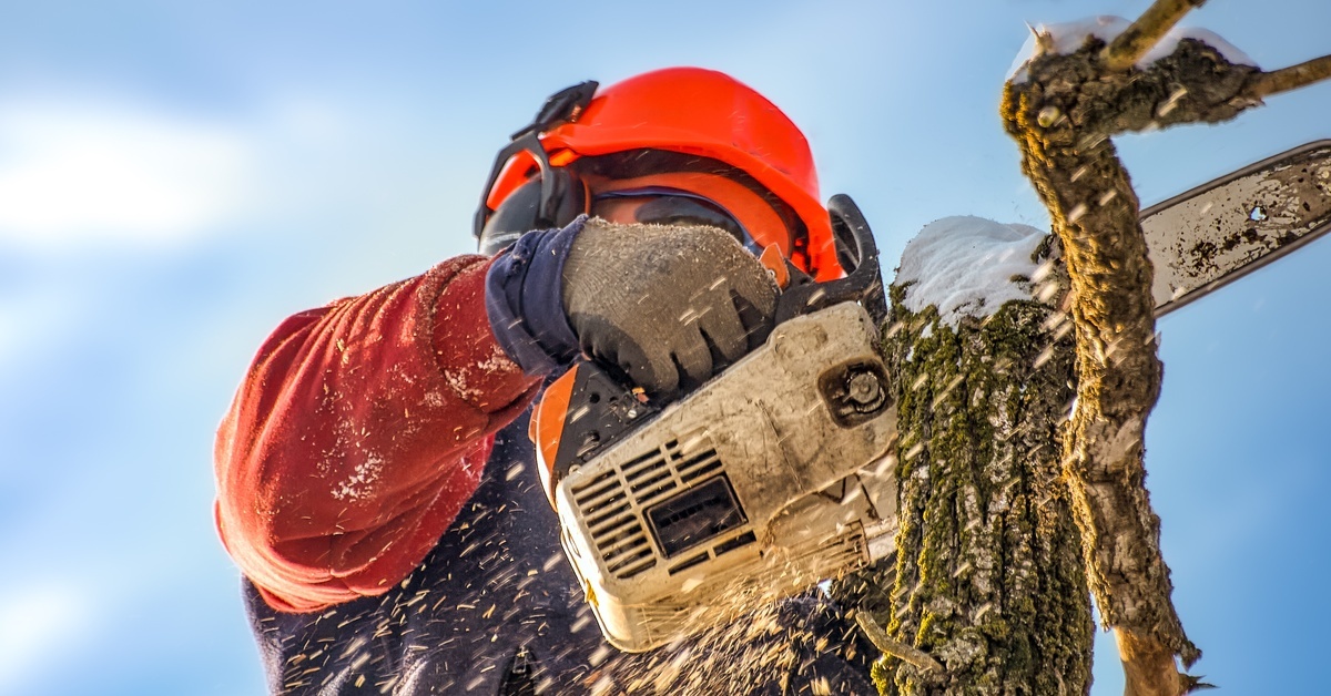 An arborist wearing cut-resistant gloves uses a chainsaw to cut the top of a tree, woodchips flying outward.